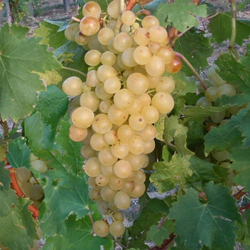Pannónia kincse - Csemege szőlő