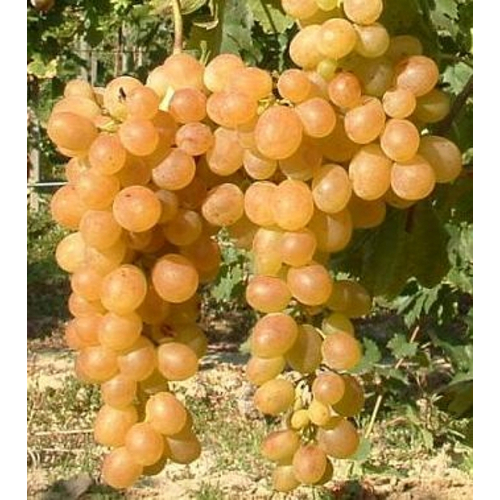 Afuz Ali Csemege szőlő