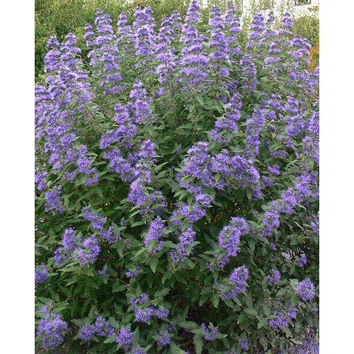 Caryopteris clandonensis 'Heavenly Blue' - Kékszakál