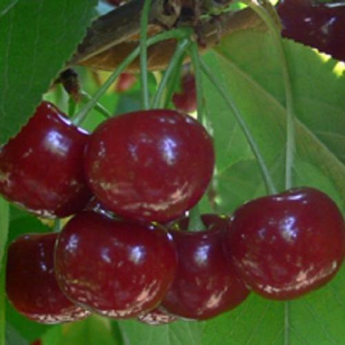 Meggy - Érdi nagygyümölcsű 