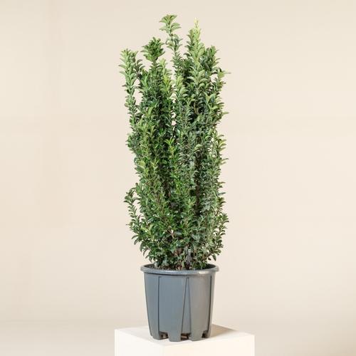 Euonymus japonicus Benkomasaki - Oszlopos japán kecskerágó