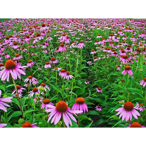 Echinacea purpurea ‘Magnus’ – bíbor kasvirág