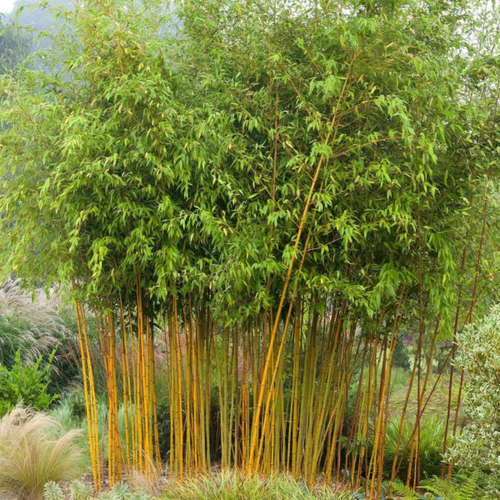 Bambusz Phyllostachys aureosulcata ’Spectabilis’