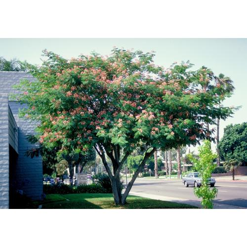 Albizia julibrissin - Selyemakác