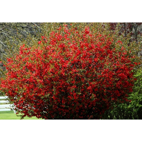 Chaenomeles superba ‘Texas Scarlet’- piros virágú japán díszbirs 