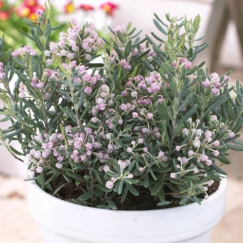 Andromeda polifolia-Tőzegrozmaring
