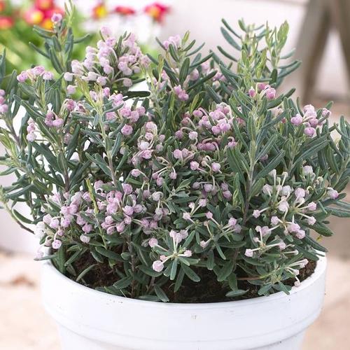 Andromeda polifolia-Tőzegrozmaring