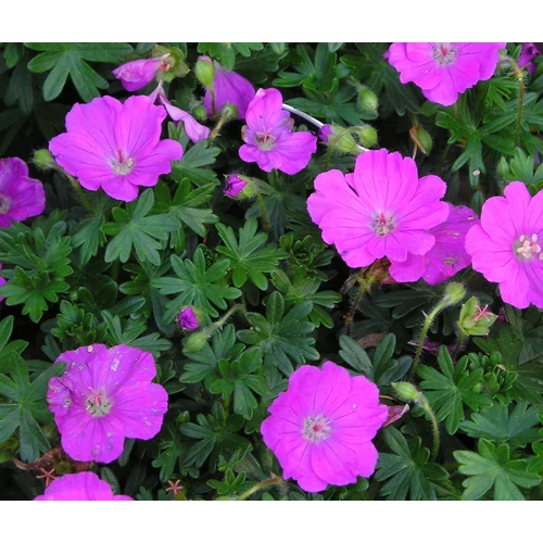 Geranium sanguineum – Piros gólyaorr 