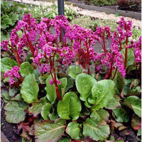 Bergenia cordifolia Winterglut - Szívlevelű bőrlevél