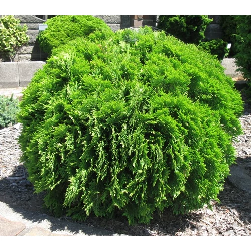 Thuja occidentalis Danica - Törpe gömb tuja