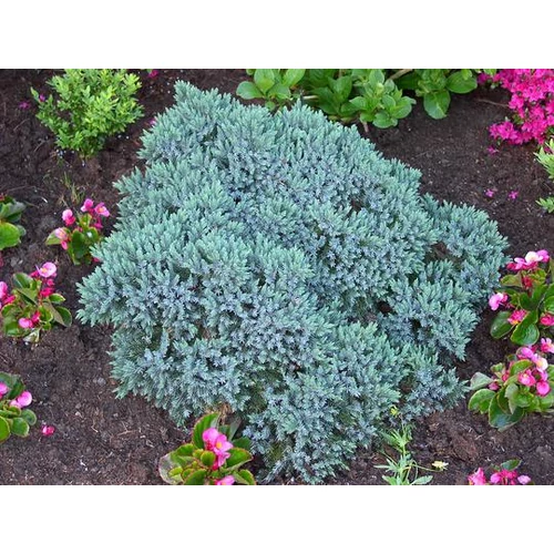 Juniperus squamata Blue star - Himalájai boróka