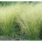 Deschampsia cespitosa ‘Goldtau’ – gyepes sédbúza